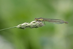 David Plant Photography - Wildlife Photography - Red-eyed damselfly - H